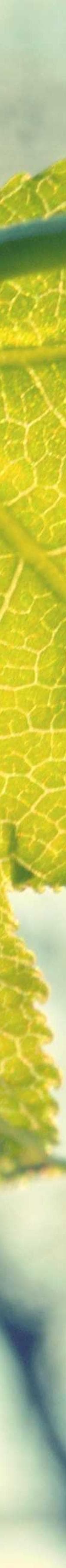 {"root":{"children":[{"children":[{"detail":0,"format":0,"mode":"normal","style":"","text":"Basium solus tabella clam canonicus.","type":"text","version":1}],"direction":null,"format":"","indent":0,"type":"paragraph","version":1,"textFormat":0,"textStyle":""}],"direction":null,"format":"","indent":0,"type":"root","version":1}}